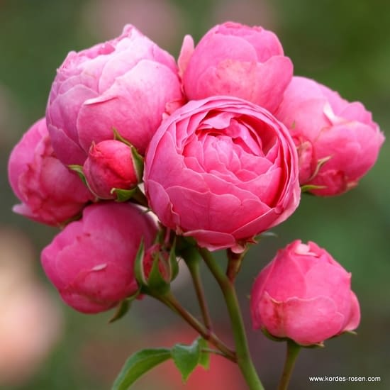 Růže Pomponella