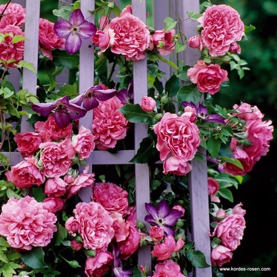 Růže Rosarium Uetersen