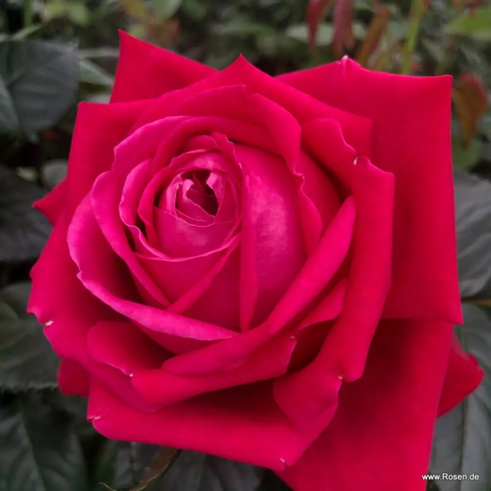 Růže Ruby Kiss