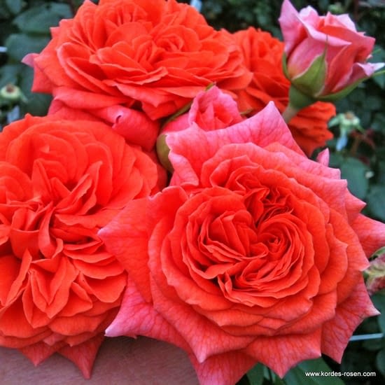 Růže Orangerie