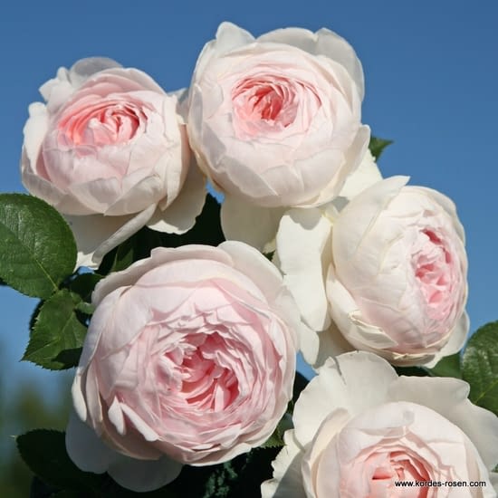 Růže Herzogin Christiana